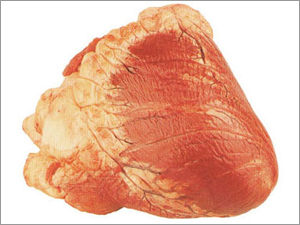 Buffalo Heart