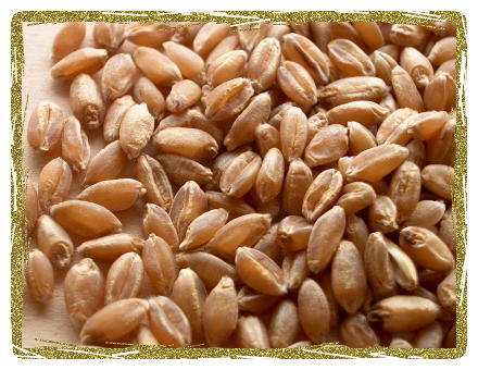 Wheat