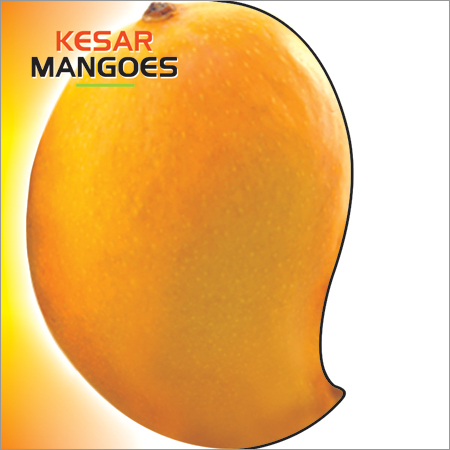 Kesar Mango