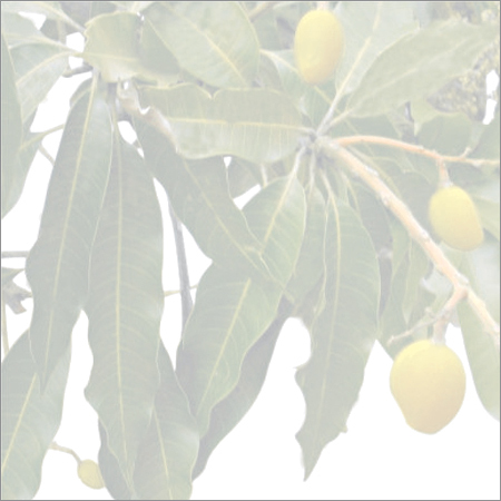 Kesar Mangoes