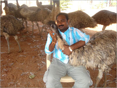 Emu Birds