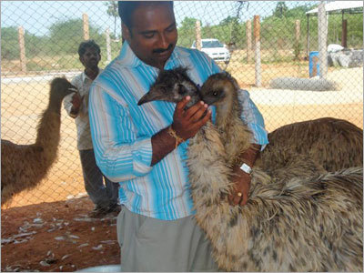 Emu Birds