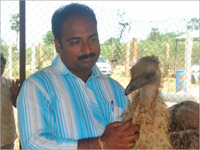 Emu Birds