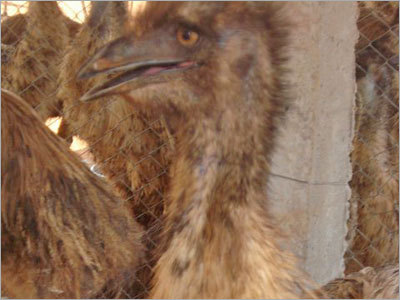 Emu Birds and Chicks