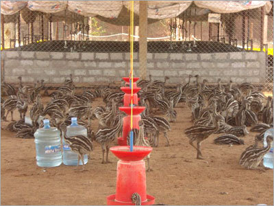 Emu Chicks
