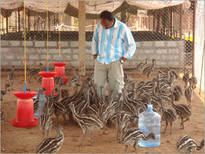 Emu Chicks