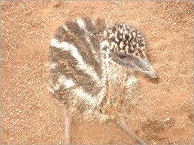 Emu Feather