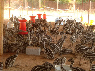 Emu Chicks
