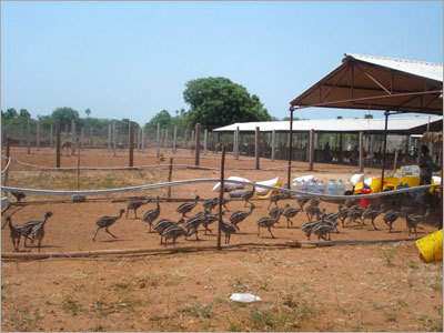 Emu Birds