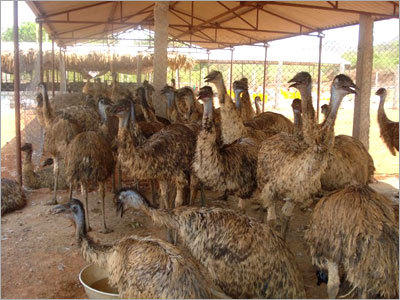 Emu meat