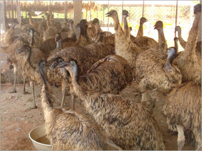 Emu meat