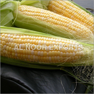 Maize