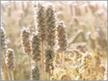Pure Psyllium Powder
