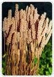 Psyllium Husk Plant