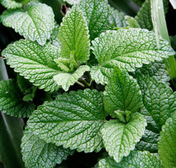 Mint leaves