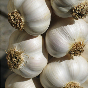 Garlic