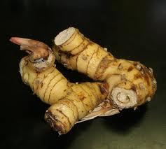 Alpinia Galanga