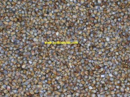 Pearl Millets