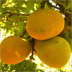 Neelum Mango