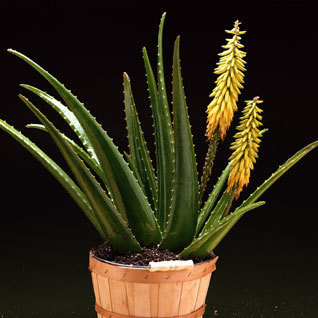 Aloe Vera