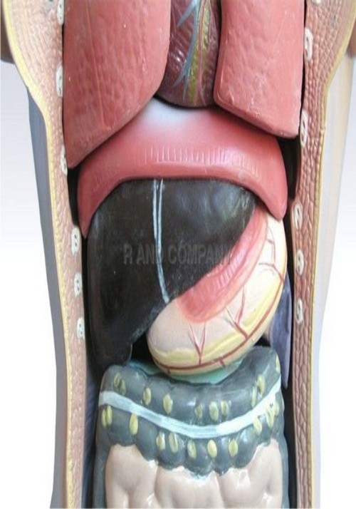 male human torso