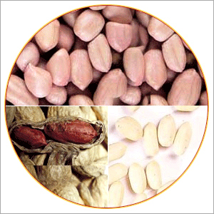 Groundnuts
