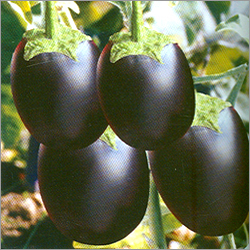 Egg Plant Seeds