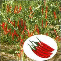 Hybrid Hot Pepper Seed - Bushy Plant Habit, 120-150 Days Crop Duration | High Pungency, Suitable For Fresh And Dry Chili Production