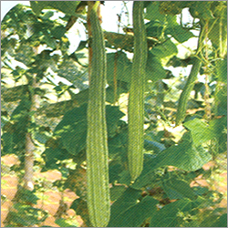 Hybrid Ridge Gourd Seeds