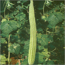 Ridgegourd Seed