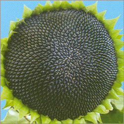 Hybrid Sunflower Seeds