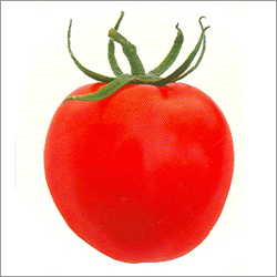 Hybrid Tomato Seed