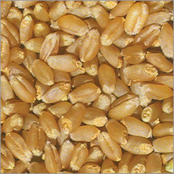 Hybrid Wheat  Seeds