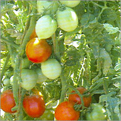 Tomato Seeds