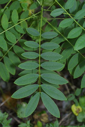 Senna leaf