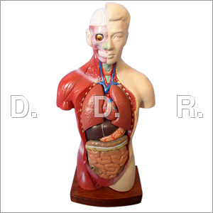 Human Body Model