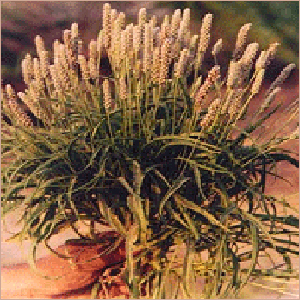 Psyllium Crop