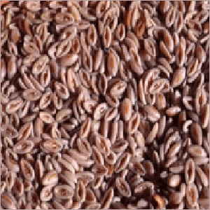 Psyllium Seed