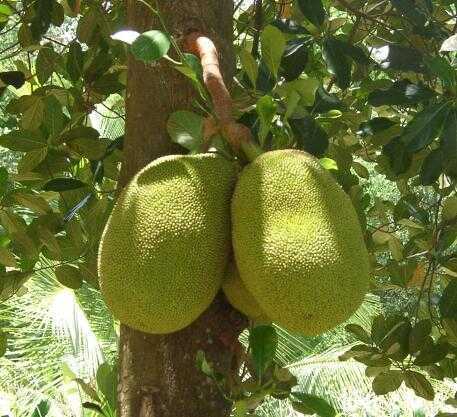 Jack fruit