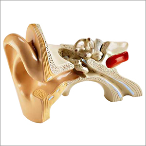 Human Ear Anatomical Models