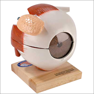 Human Eye Anatomical Models