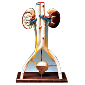 Human Kidney Anatomical Models