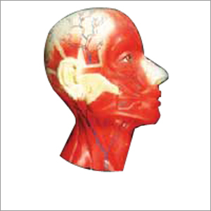 Human Head & Neck Anatomical Models