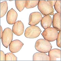 Ground Nut Kernel