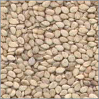 Natural Sesame Seed