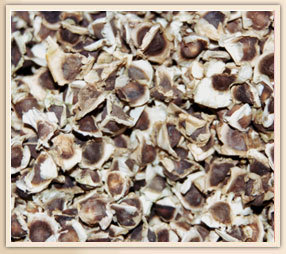 Moringa Oliefera PKM 1 Seeds