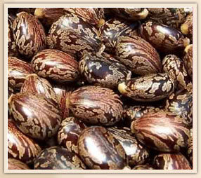Castor Bean Seeds