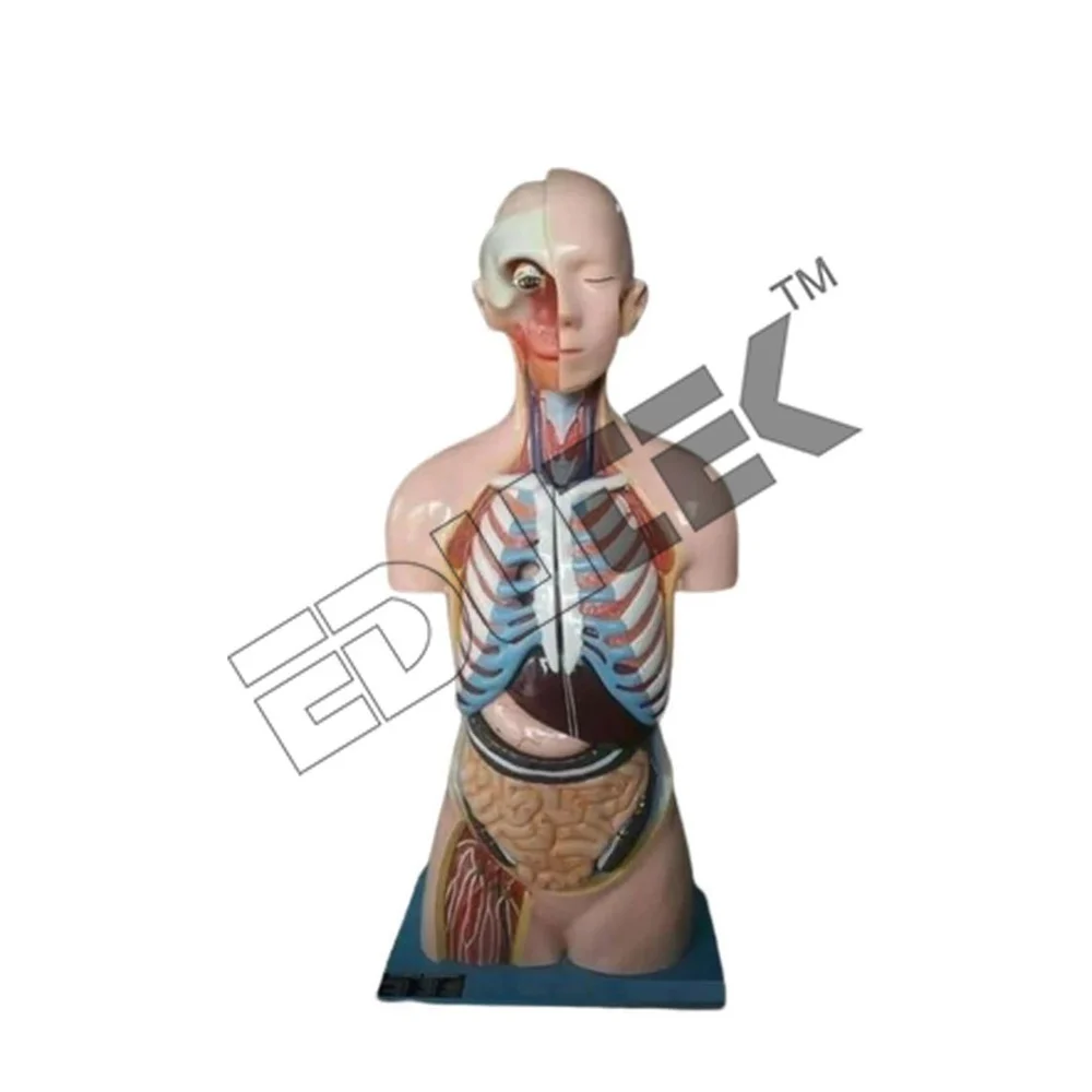 Anatomical Models - High-Quality Resin, Life-Size Dimensions , Detailed Anatomical Structures for Educational Purposes