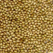 Coriander Seeds