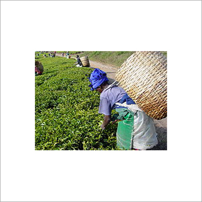 Tea Plantation Picking